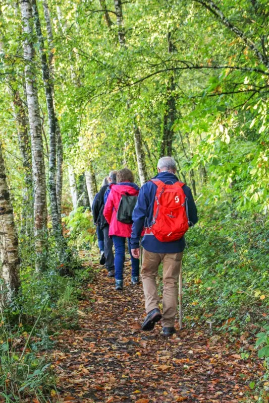 Forêt du Mesnil