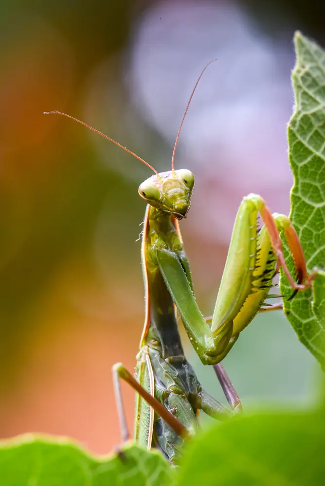 Jardin sauvage