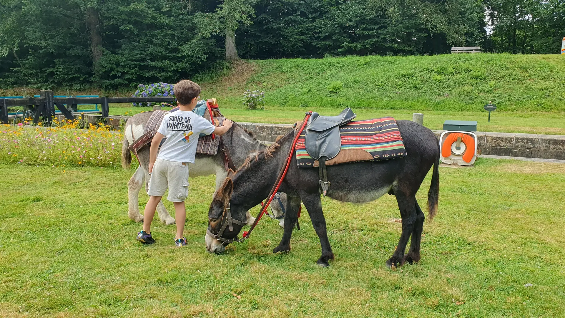 balade avec les ânes