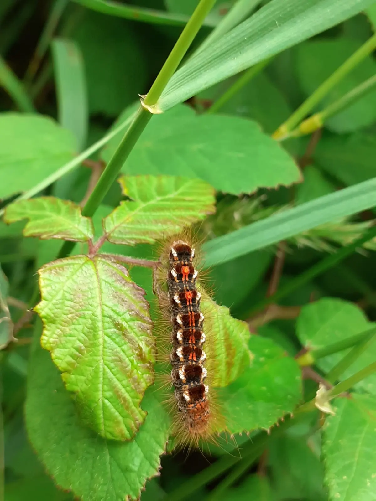 faune 5