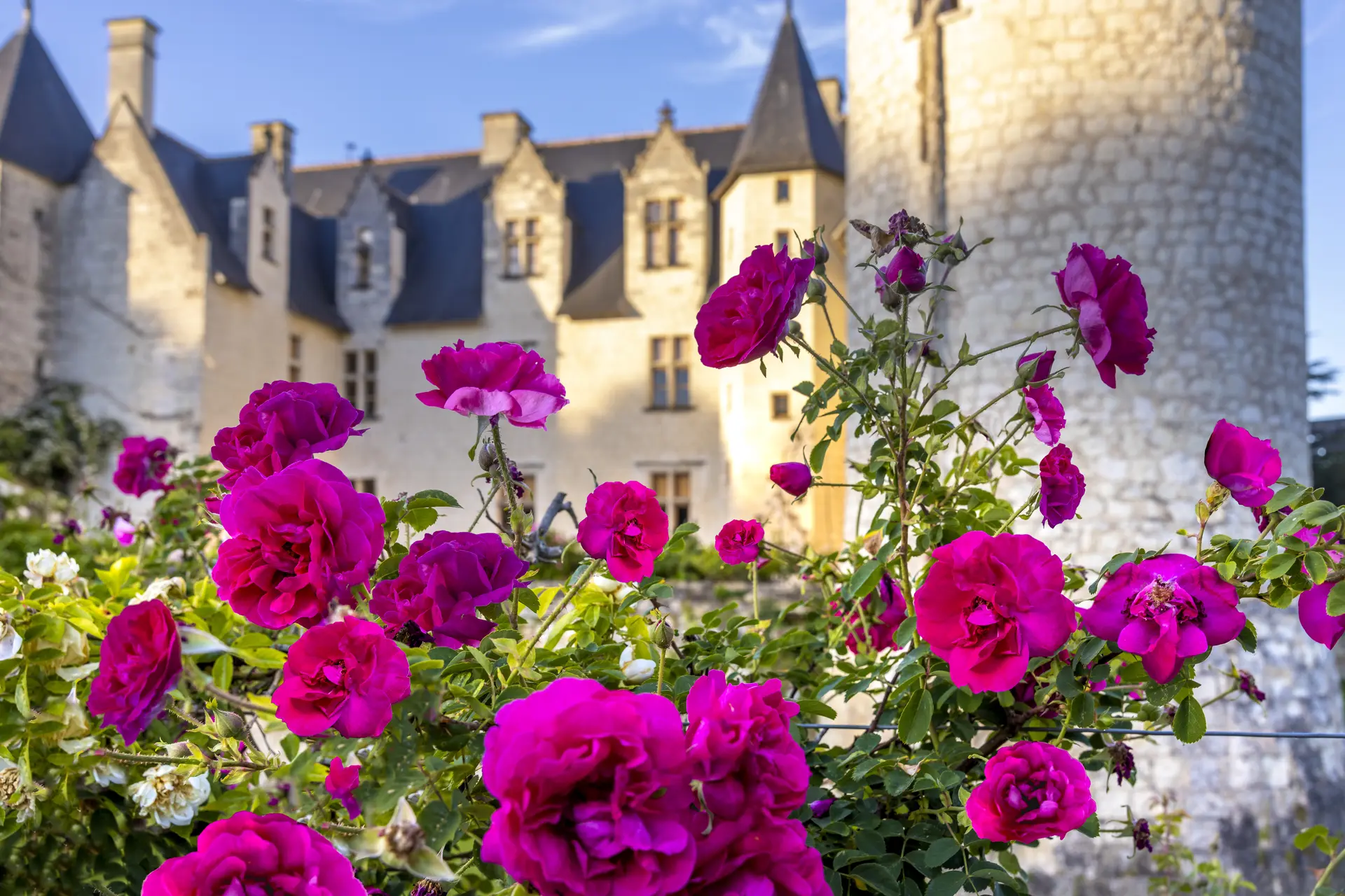 cerise Bouquet©chateauduRivau.D.Darrault