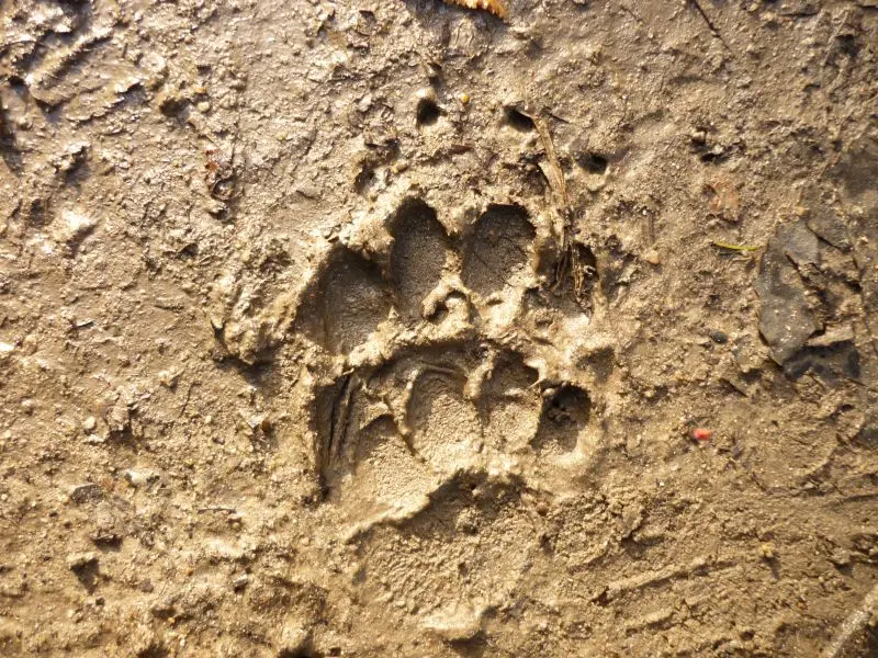 0508 - Traces et indices - © JEAN-MICHEL FEUILLET