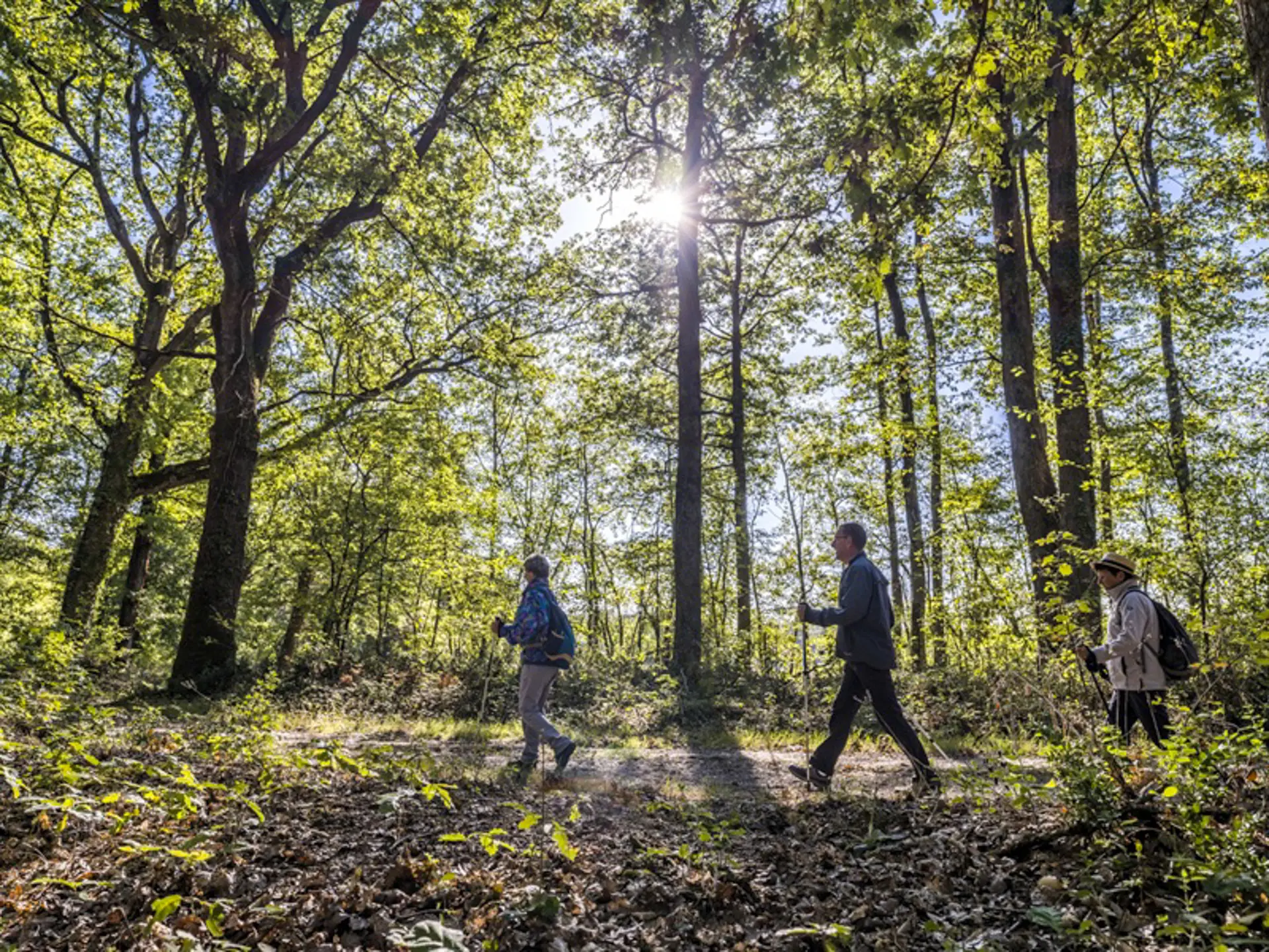 rando-foret-loches-valdeloire
