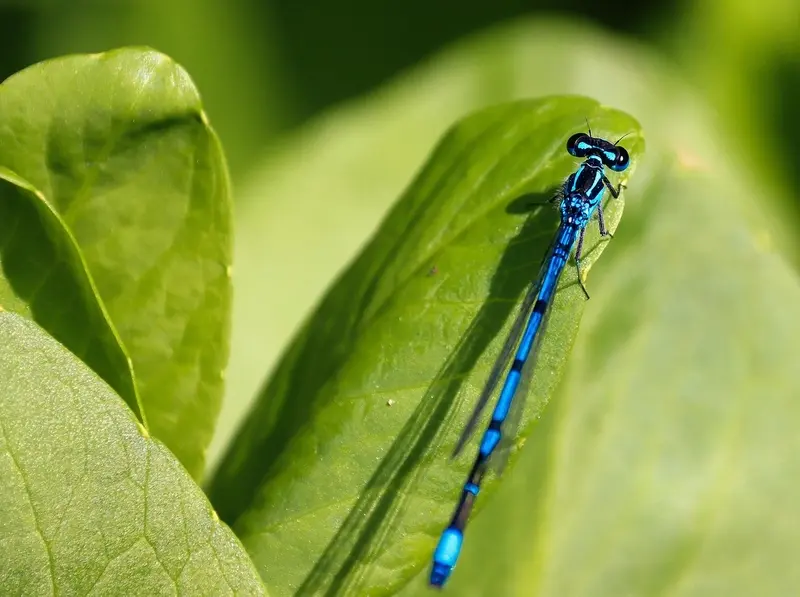15.04.2026 - petites betes aquatiques - langeais - ©pixabay