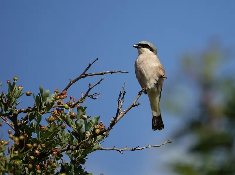 15.07.2025 - sortie ligeria nature - clere