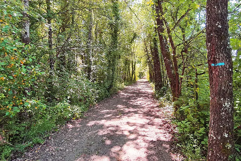 Dans les bois