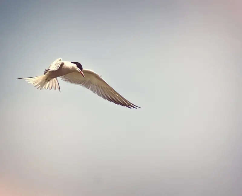 23.05.2026 - sternes lpo-la chapelle-sur-loire-©pixabay