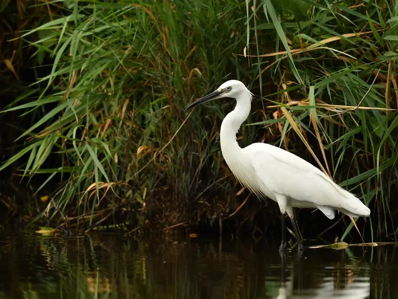 25.10.2025 - oiseaux migrateurs - rille