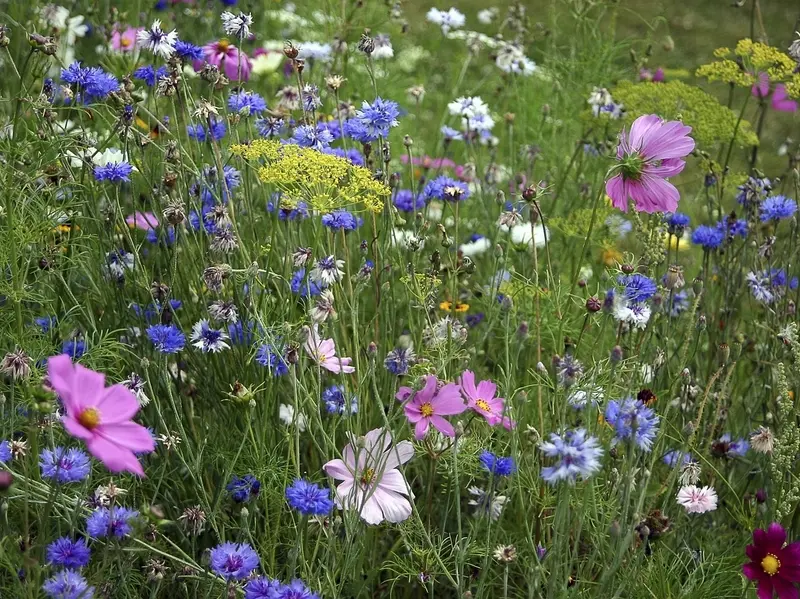 26.07.2025 - plantes messicoles - st laurent de lin
