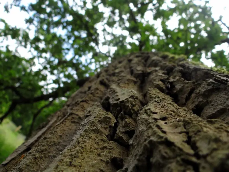 2608 - La seconde vie d'un arbre - © Les Musées Chinon Vienne et Loire