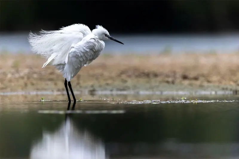 29072025_Aigrette garzette © Alain Lorieux
