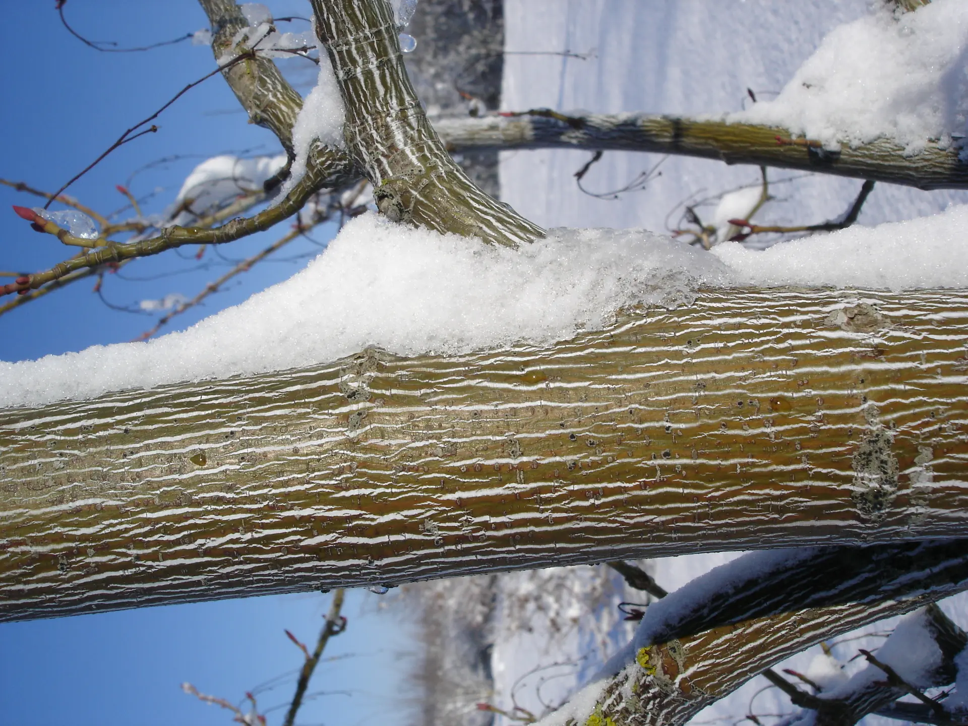 Acer_pensylvanicum_ecorce