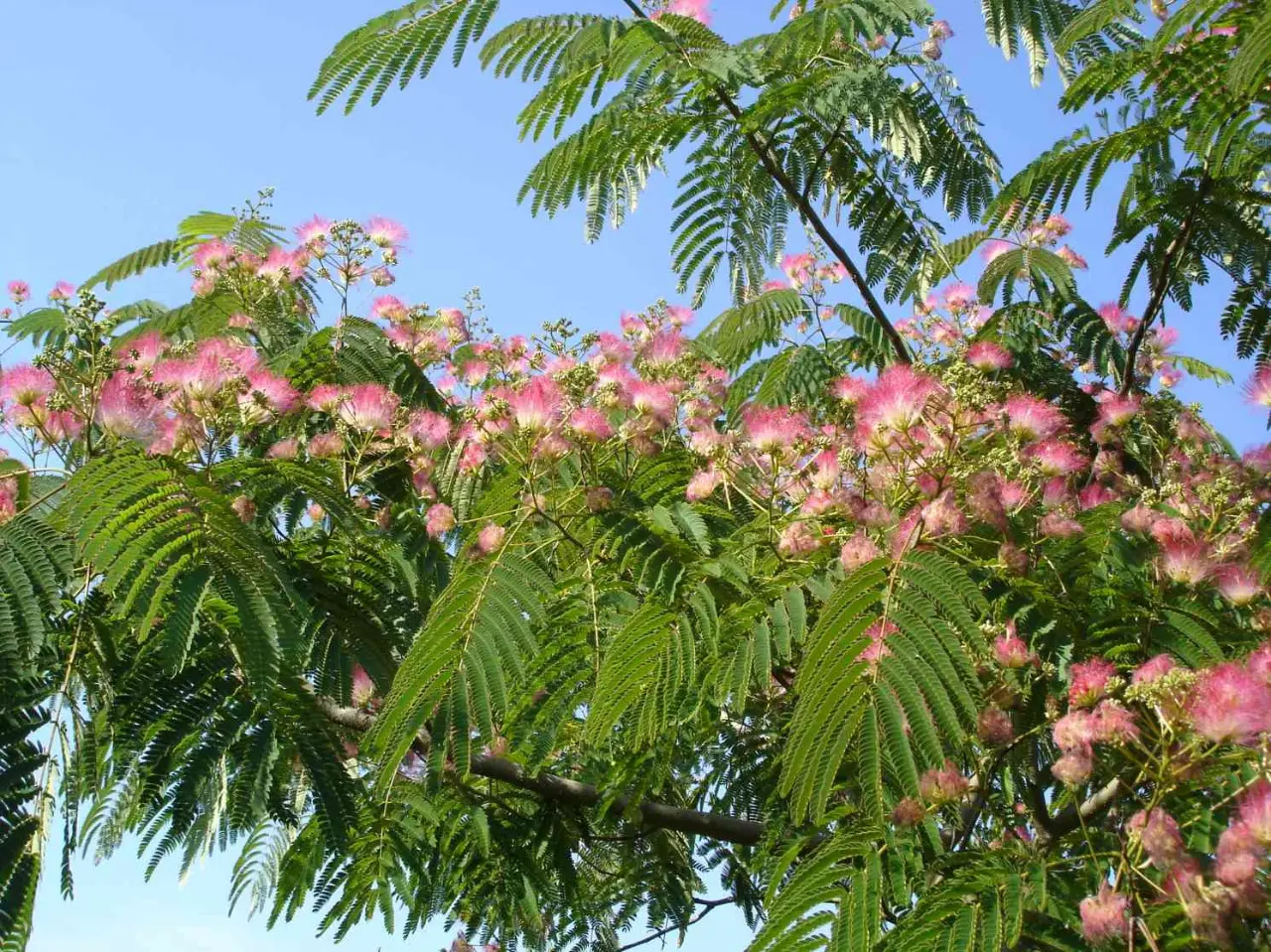 Albizzia julibrissin