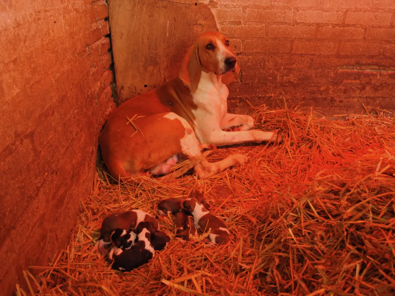 Atelier pédagogique autour des chiots_ chienne et chiots_ Champchevrier_BD
