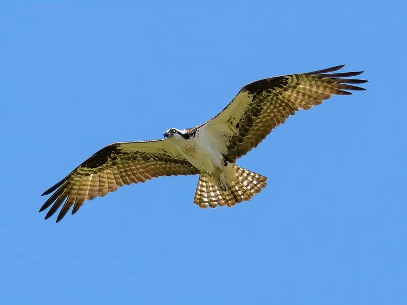 Balbuzard-credit-pixabay-31122021