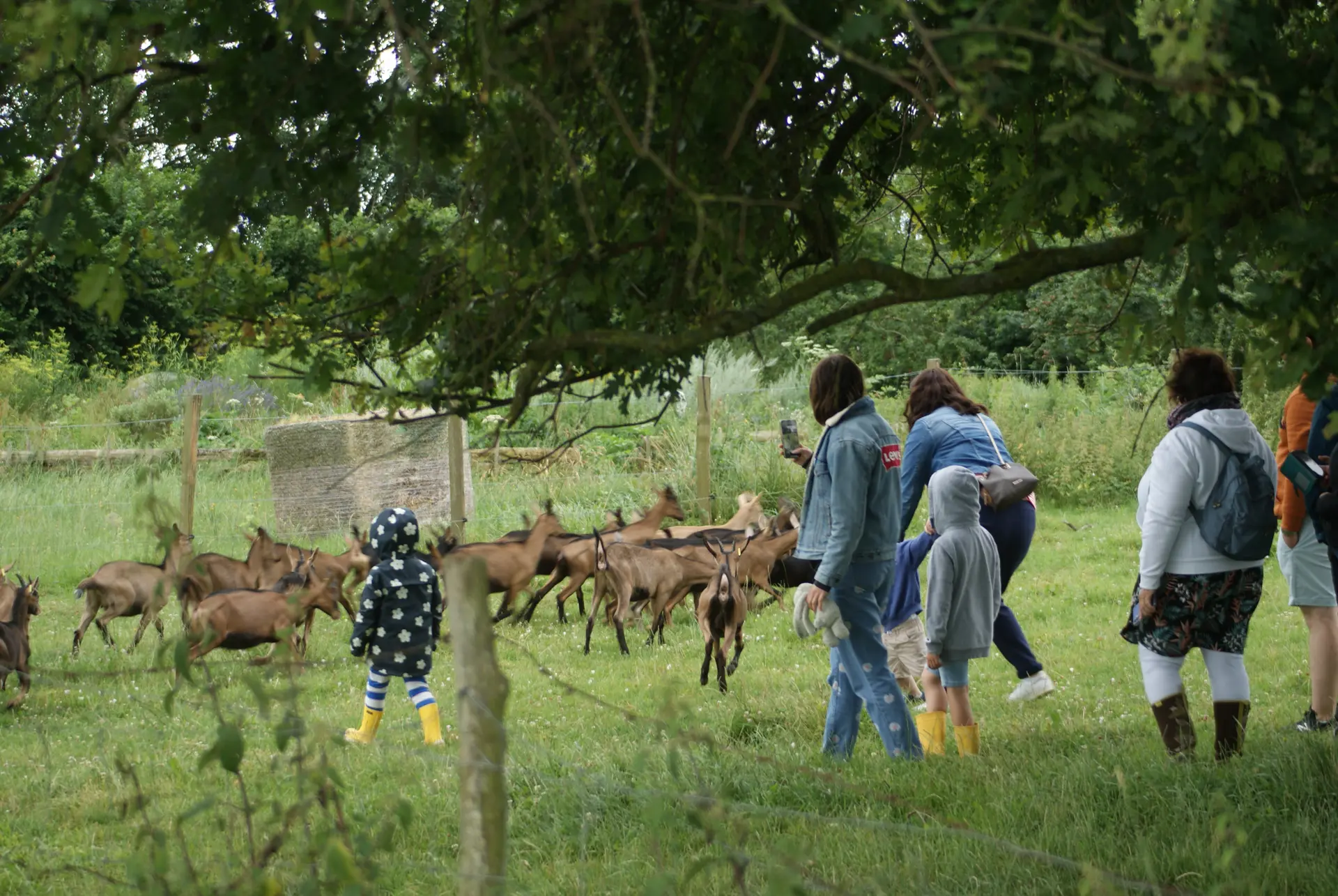 chevrettes au Cabri au Lait