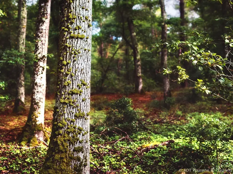 Les murmures de la forêt - Boucle vélo 44 en Touraine