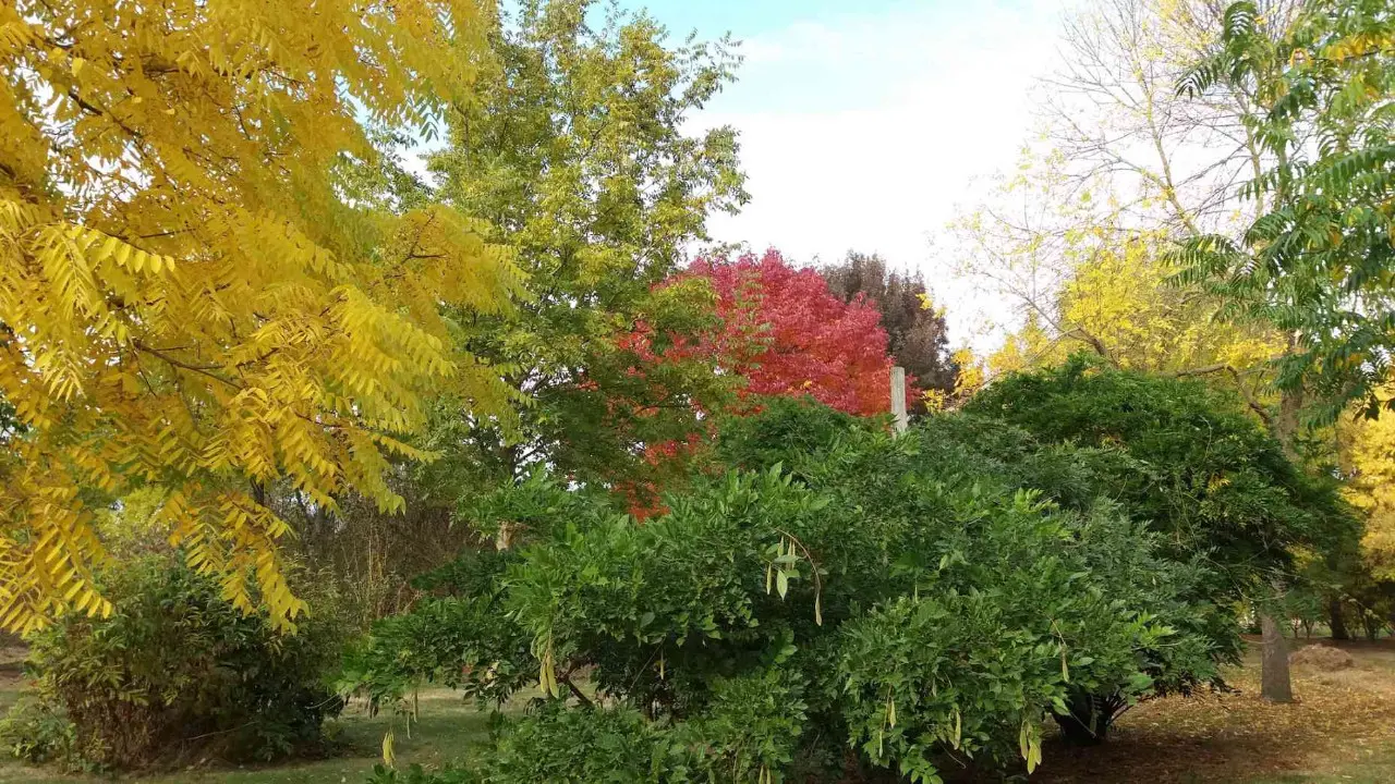 L'automne dans le secteur des feuilles composées