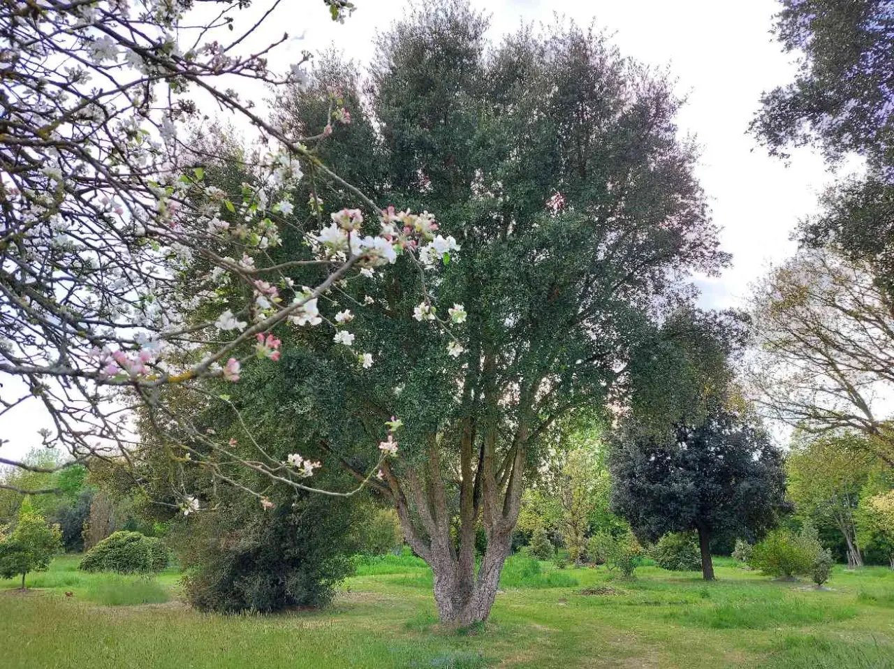 Le chêne liège, un arbre d'avenir?