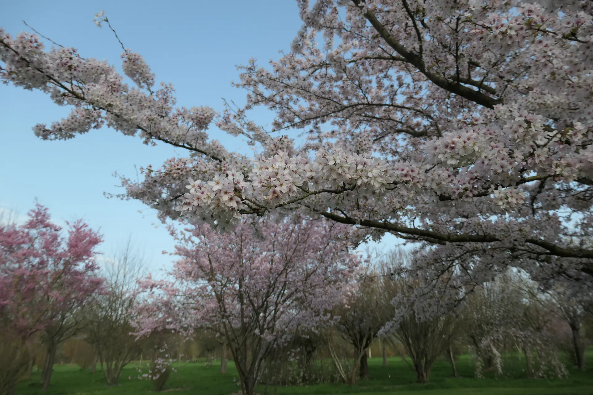 Parmi_les_cerisiers_à_fleurs