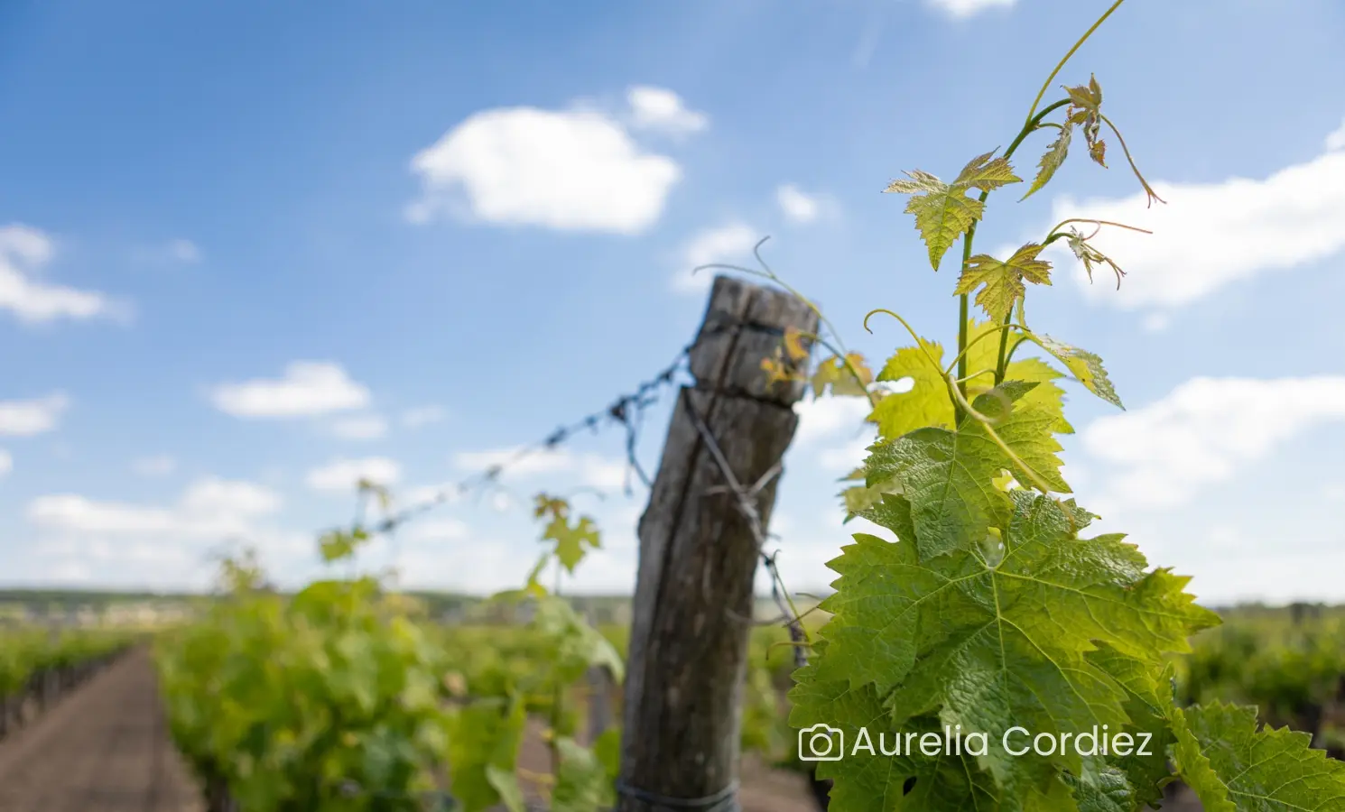 Infographies Chopiduroy.fr - Randonnée 2