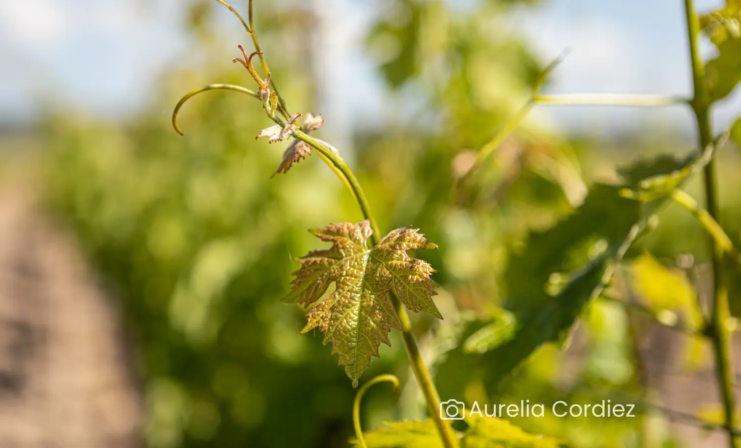 Infographies Chopiduroy.fr - Randonnée 3