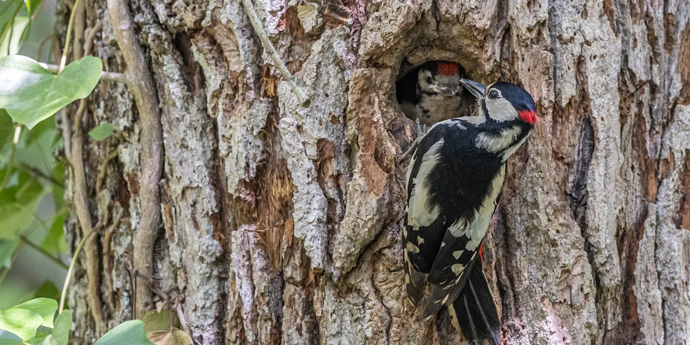 Pic épeiche_Alain Lorieux