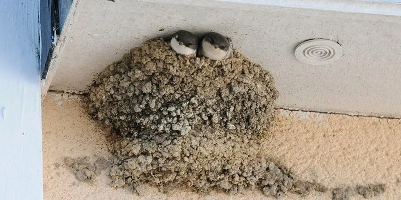 Qui vit dans le bâti - Hirondelles de fenêtre_Michel Halin