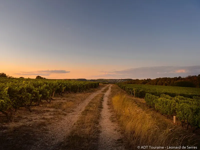 Dans les vignes au crépuscule - Rendez-vous dans les vignes