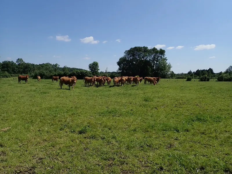 Randonnée dans le bocage de Bois Chétif