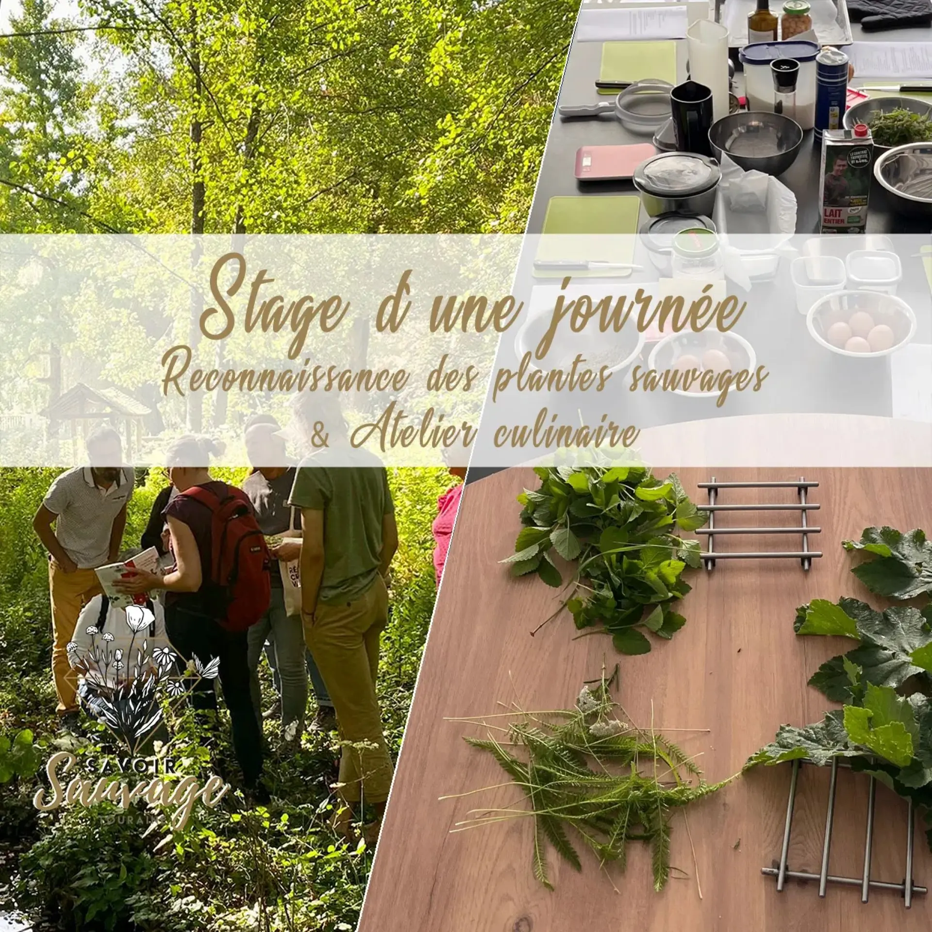 Stage-journee-plantes-sauvages-comestibles