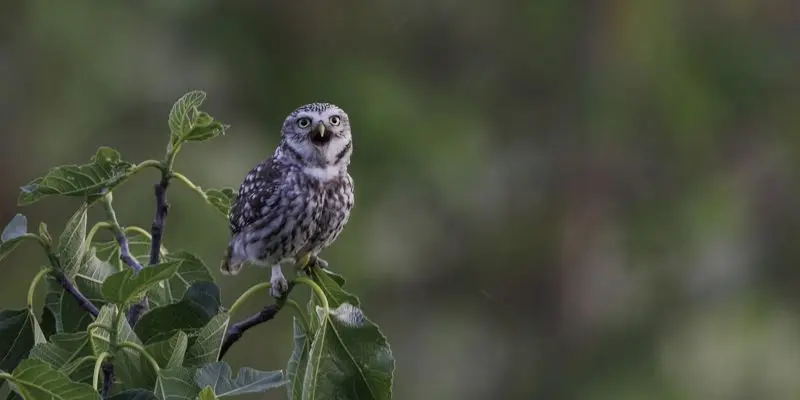 Une chouette sortie - Chevêche d'Athéna_ Alain Lorieux