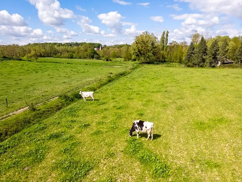 vache-visite-ferme-loches-valdeloire
