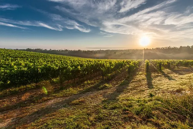 Vignes_pixabay