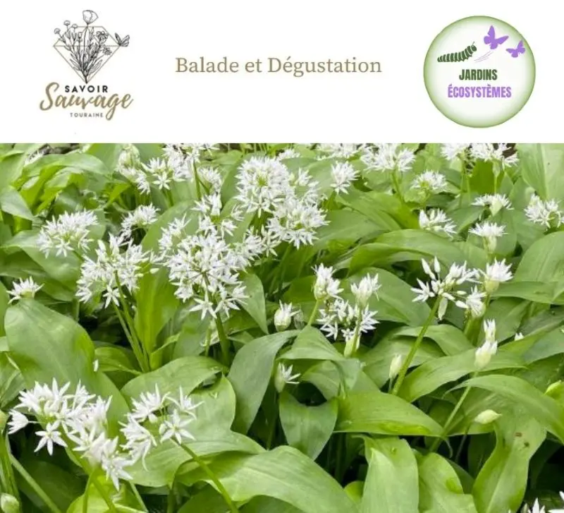 TVV - Balade découverte plantes comestibles