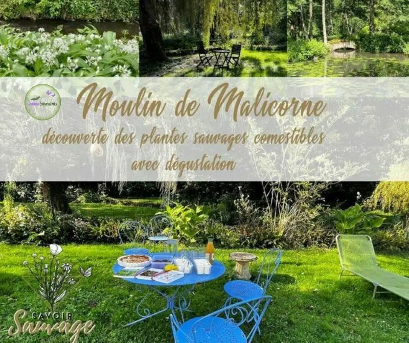 balade formation découverte plante sauvages cuisine comestible moulin de malicorne jardins ecosystèmes vallee de courtineau