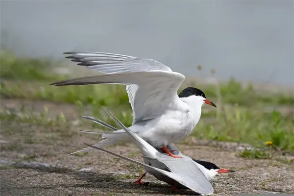 bird- Tours & Canoë