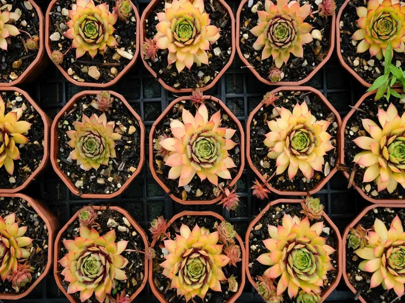 plantes-grasses-loches-valdeloire