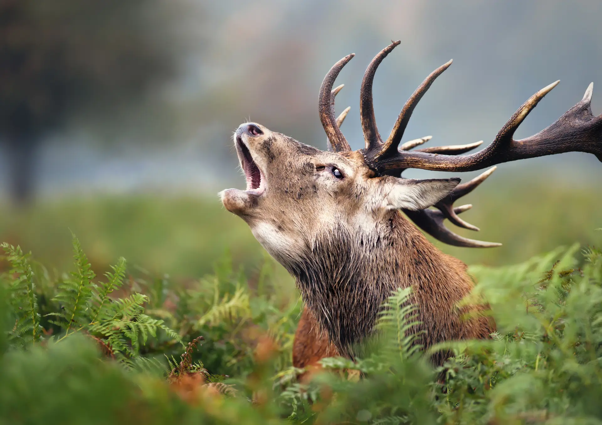 Design sans titre - 1