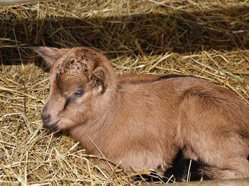 chevreau