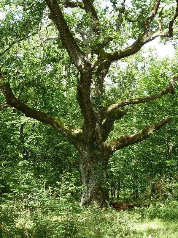 Domaine de Candé - Randonnée A l'ombre des chênes centenaires