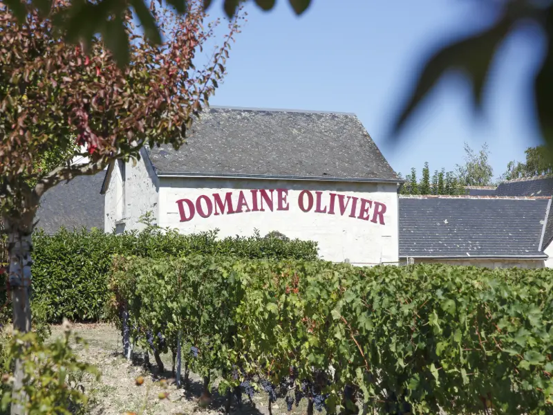 domaine-olivier-vins-saint-nicolas-bourgueil