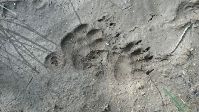 empreintes_de_blaireau_D.Blanc_