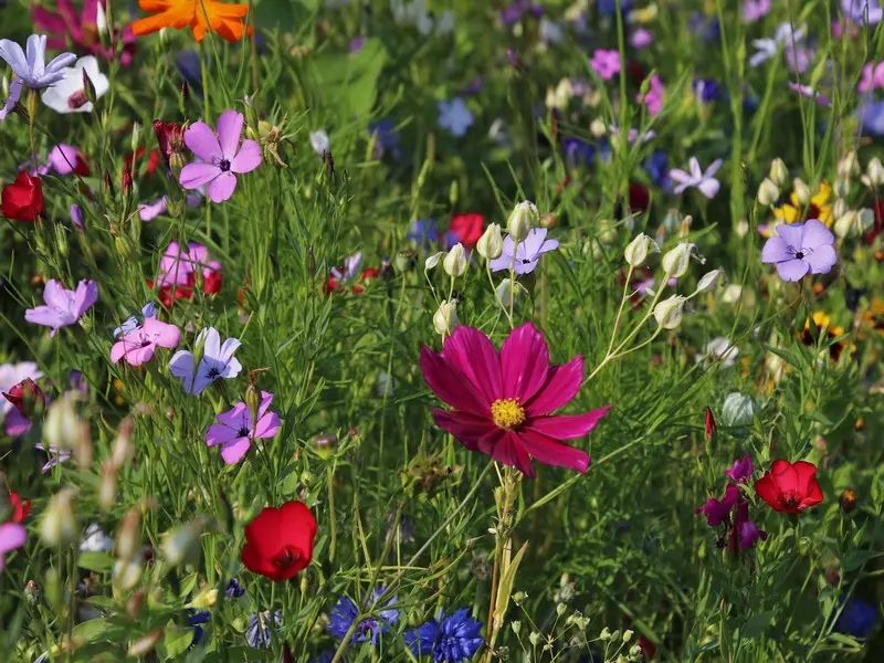 fleurs-loches-valdeloire
