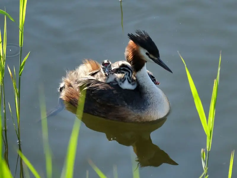 grebes-loches-valdeloire