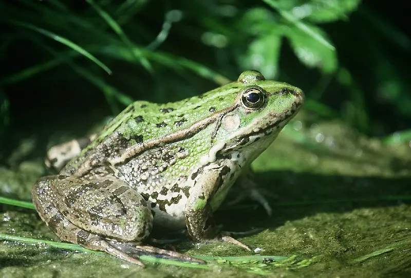 grenouille_verte