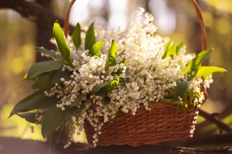 lilies-of-the-valley