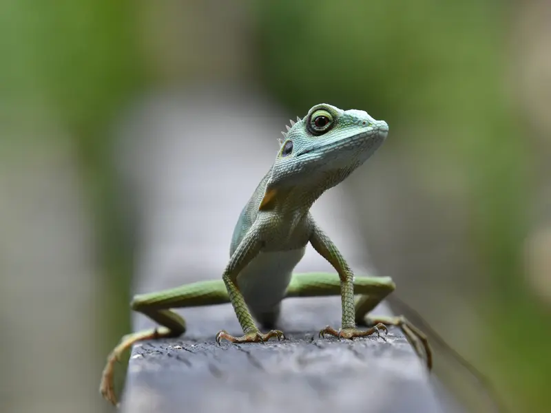 Salon des reptiles