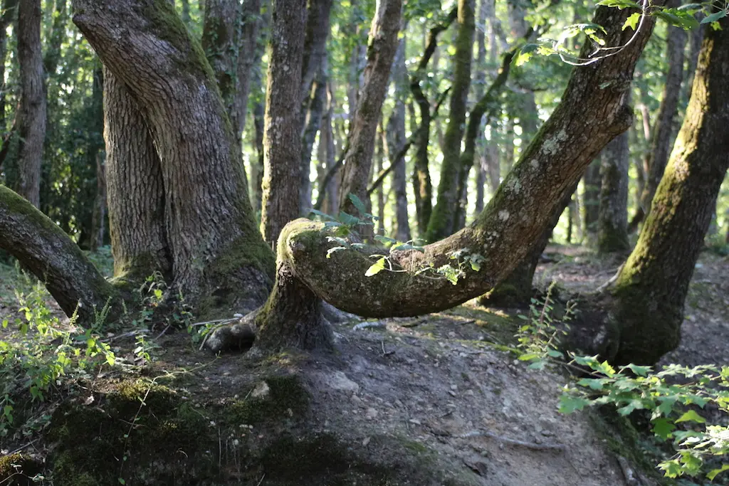 matinee-chant-nature