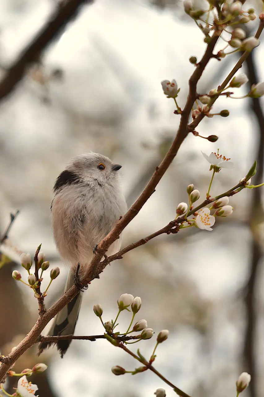 oiseau pixabay